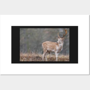 Majestic fallow deer Posters and Art